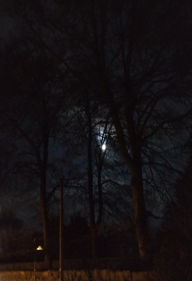 Moon Behind Trees