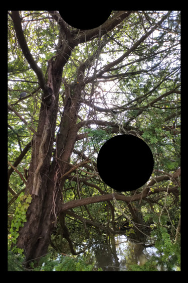 Black Spot In A Tree