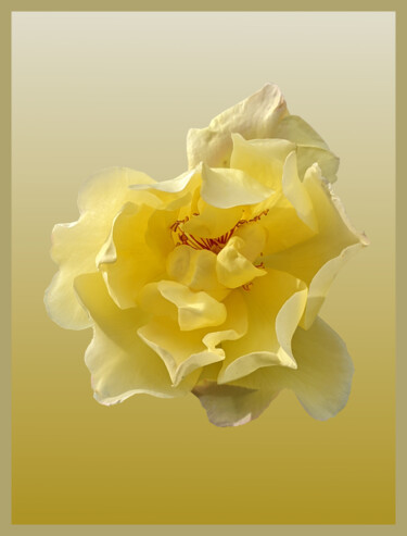 Yellow Rose On A Yellow Ground