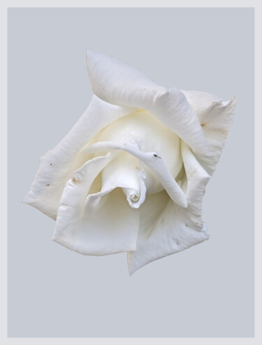 White Rose On A White Ground